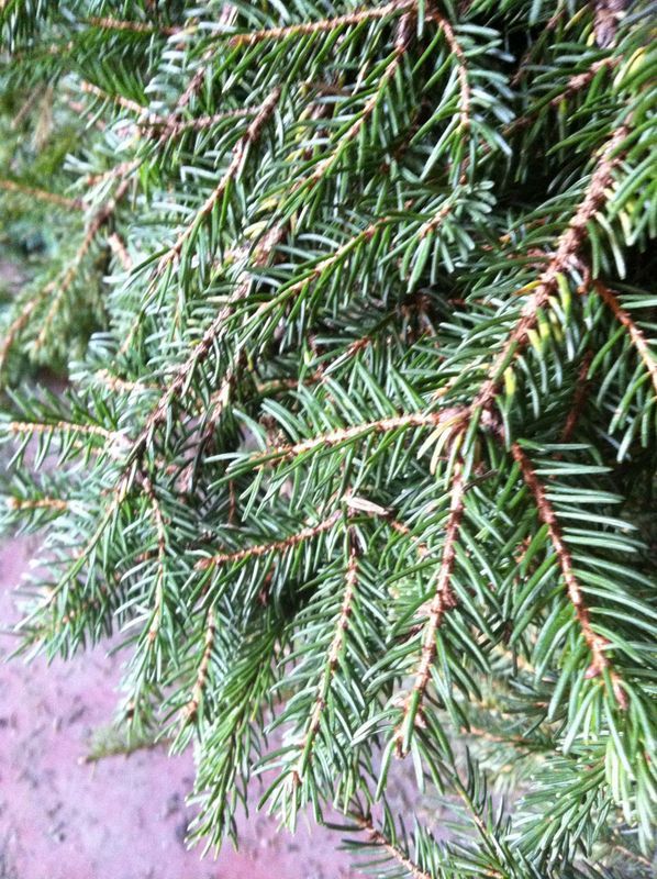 Supirius secca Libera dalla tosse secca (allergica) 100 ml.
