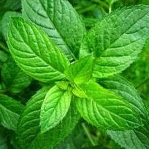 MENTHA PIPERITA OLIO ESSENZIALE ROLLER DA 5 ml. Rinfrescante, Mal di testa
